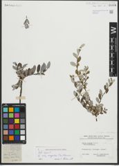 Foto von Salix repens subsp. repens L.
